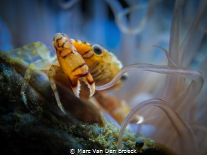 waving by Marc Van Den Broeck 